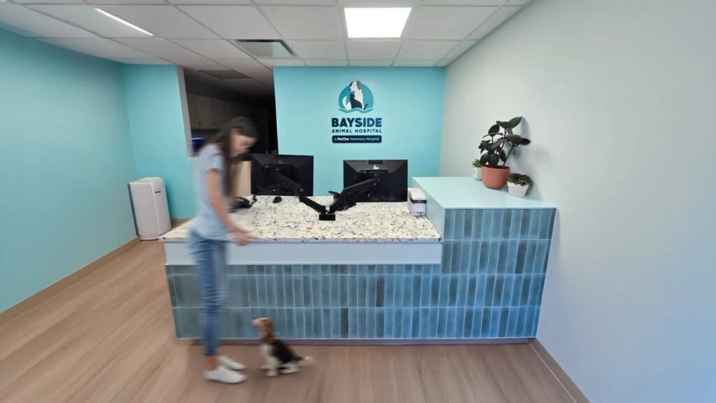 Reception area of Bayside Animal Hospital with turquoise walls, blue-tiled front desk, computer monitors, potted plants, and a person standing with a small dog near the counter.