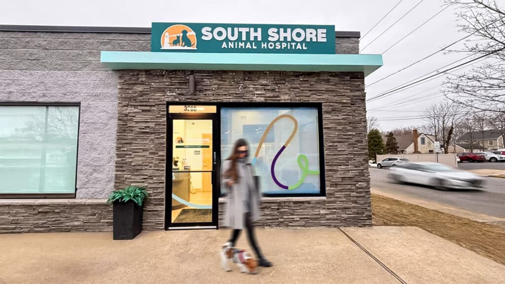 Exterior of South Shore Animal Hospital with teal signage, stone façade, and a large front window featuring colorful vinyl graphics, as a person walks a small dog past the entrance.